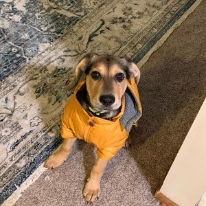 Meet your Posher, Allie